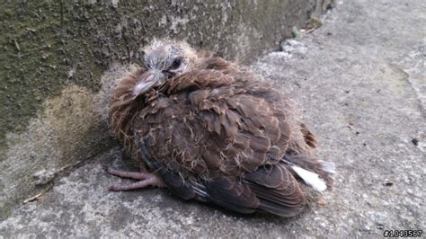 斑鳩幼鳥死亡|都市野鳥悲鳴／小樹鵲被撿走 主人狠心餓三天慘死